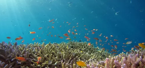 certifiably-sustainable-ocean-gems-mission-to-protecting-our-oceans