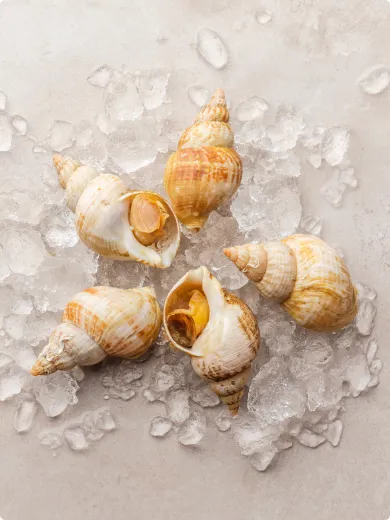 Cooked Whole Whelk